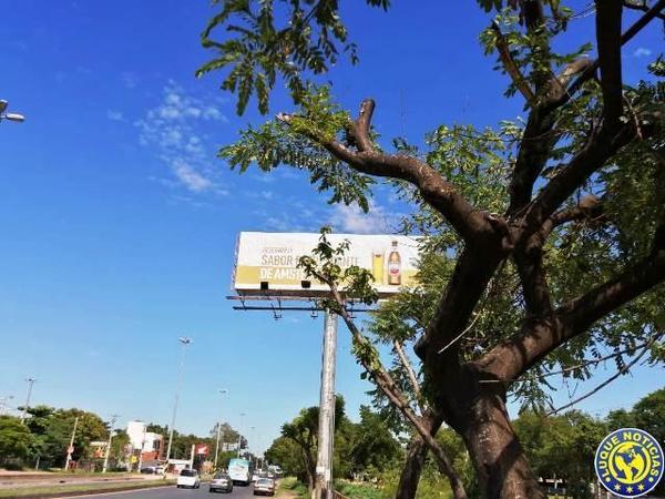 ¿La poda criminal quedó en el oparei? •