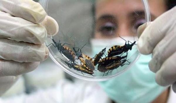 Mal de chagas una enfermedad latente – Prensa 5