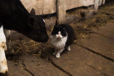 Los gatos y vacas pueden contagiarse de COVID-19 – Prensa 5