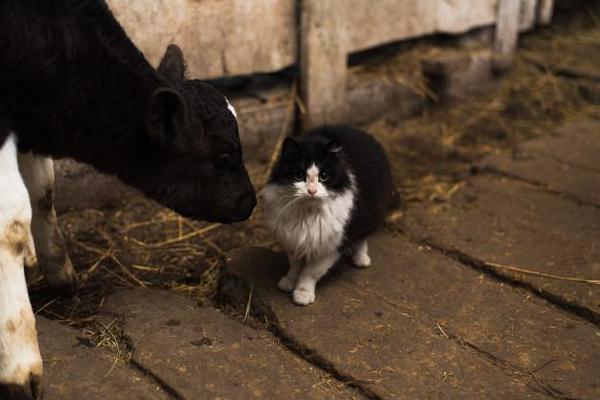 Los gatos y vacas pueden contagiarse de COVID-19 – Prensa 5