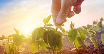 La Nación / Tras lluvias, el suelo está en óptimas condiciones para el cultivo