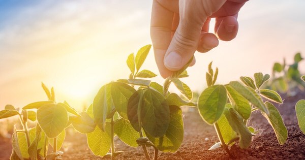 La Nación / Tras lluvias, el suelo está en óptimas condiciones para el cultivo