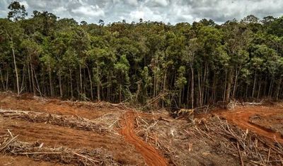WWF paraguay celebra aprobación de Ley de Deforestación Cero