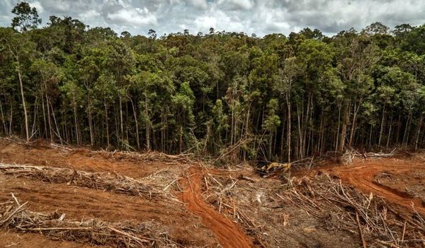 WWF paraguay celebra aprobación de Ley de Deforestación Cero