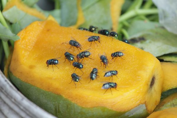 Recomiendan mantener ambientes limpios para evitar invasión de moscas - Nacionales - ABC Color