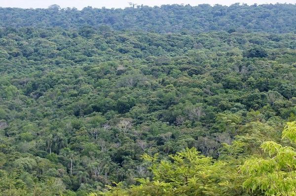 Ejecutivo promulga extensión de Ley de Deforestación Cero » Ñanduti