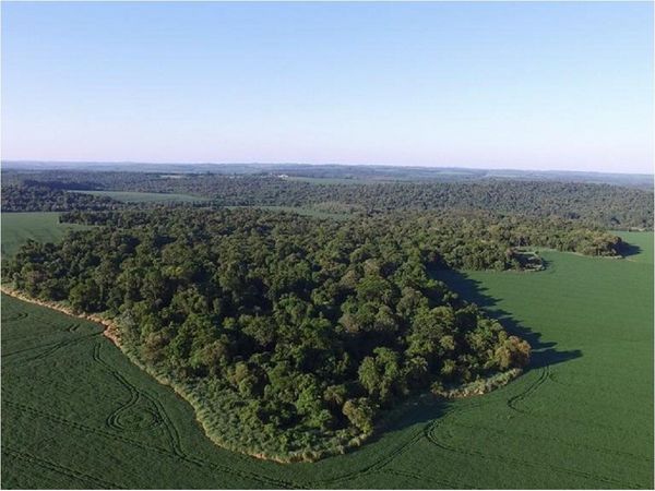 Ejecutivo promulga ampliación de la Ley de Deforestación Cero por diez años más