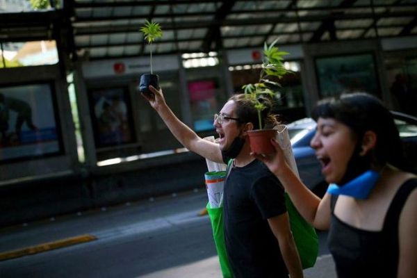 Congreso pospone hasta 2021 debate de ley que despenaliza marihuana en México