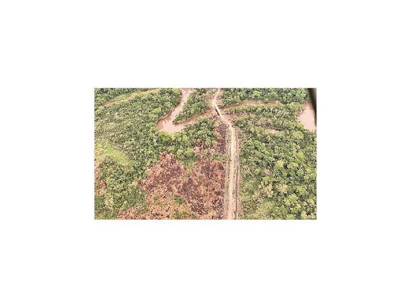 Ejecutivo promulga la ampliación de la Ley de Deforestación Cero