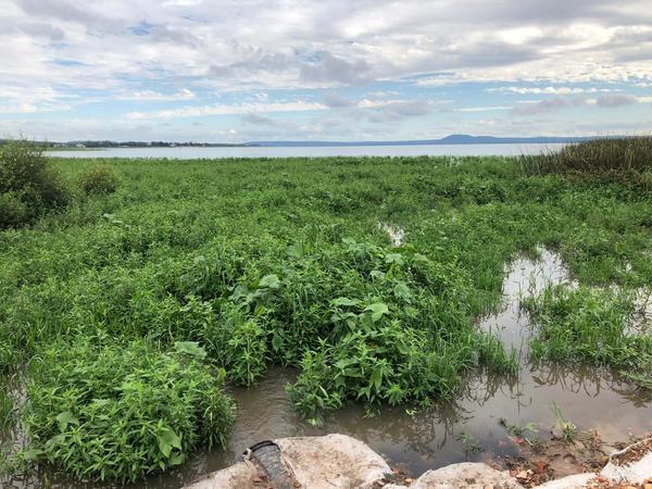 Tras últimas lluvias, el lago Ypacaraí registra un aumento de casi 40 centímetros | .::Agencia IP::.