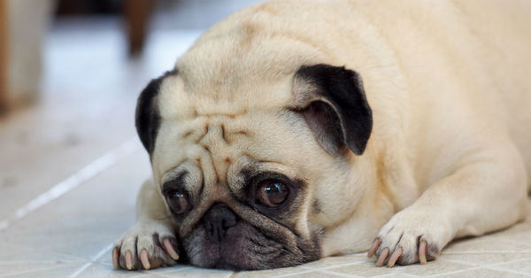 Las enfermedades a las que se expone tu mascota si sufre sobrepeso - C9N
