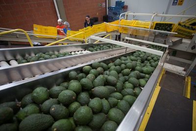 Colombia constituye un organismo para promocionar el aguacate hass en EE.UU. - MarketData
