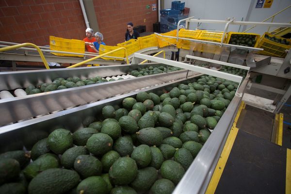 Colombia constituye un organismo para promocionar el aguacate hass en EE.UU. - MarketData