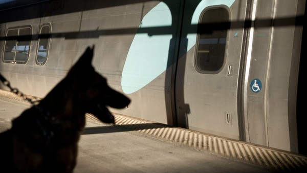 Entrenan perros para detectar el covid-19 a través del sudor - ADN Digital