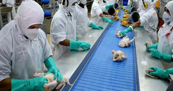 La Nación / Envíos de productos avícolas cayeron 11% de enero a noviembre