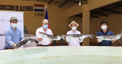 La Nación / Taiwán entrega un lote de 15.000 alevines de surubí al MAG