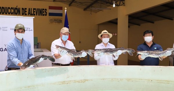 La Nación / Taiwán entrega un lote de 15.000 alevines de surubí al MAG
