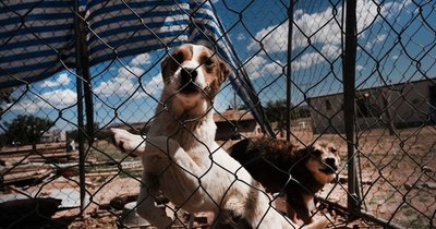 La Nación / México reporta cinco casos de COVID-19 en perros