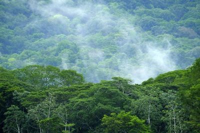 Costa Rica recibe 60 millones de dólares del Banco Mundial por sus esfuerzos forestales - MarketData