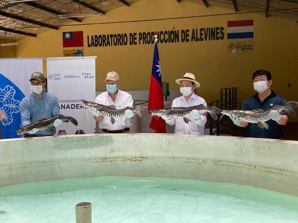Asistencia técnica de Taiwán entrega 15.000 alevines de surubí al MAG | .::Agencia IP::.