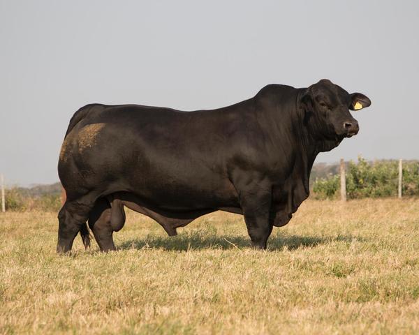 ¡Por segundo año consecutivo! El mejor toro Brangus del mundo es de Paraguay
