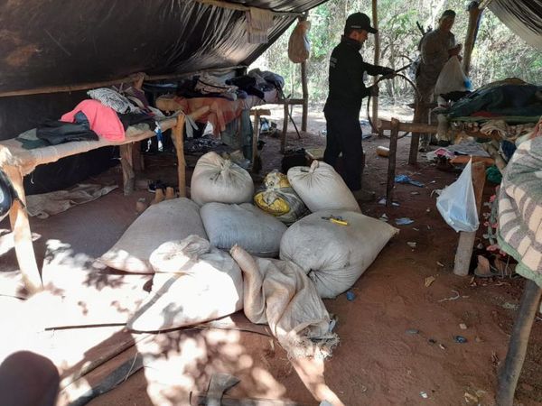 Senad destruye más de 13 toneladas de marihuana en Capitán Bado
