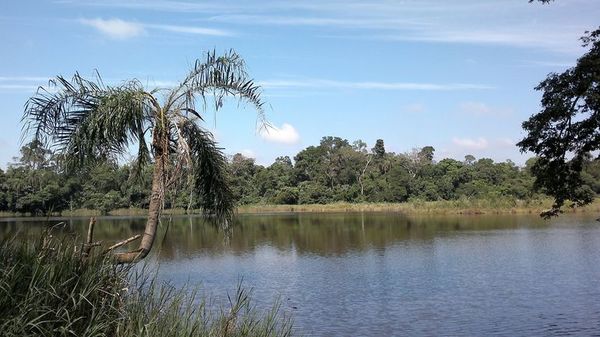 Senadores modifican proyecto y en lugar de proteger bosque expropian tierras para invasores del lago Yrendy  - ABC en el Este - ABC Color