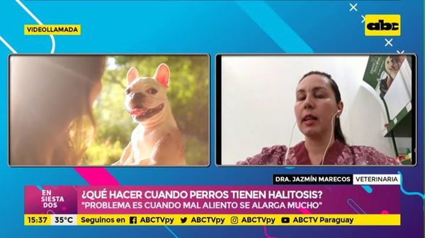 Qué hacer cuando los perros tienen mal aliento - Ensiestados - ABC Color