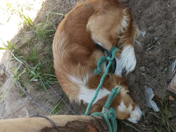 Perrito fue maltratado por perseguir gallinas
