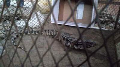 Rescatan a teju guasu en Coronel Oviedo