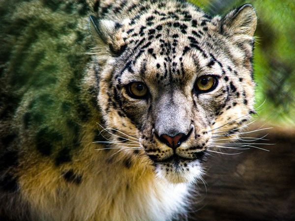 EEUU reporta el primer positivo de Covid-19 de un leopardo de las nieves