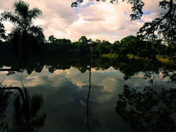 Denuncian expropiación de 5 hectáreas de bosques en CDE