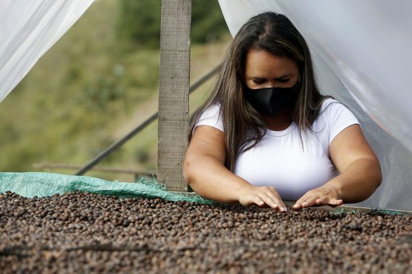 Un barrio de Medellín cambia su pasado violento con café, música y huertas - MarketData