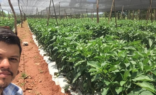 HOY / Productores de locote, desesperados ante bajos precios y falta de mercados, claman apoyo