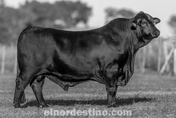 Un toro negro paraguayo fue premiado como el mejor Brangus del mundo en la competencia Virtual Breeder 2020