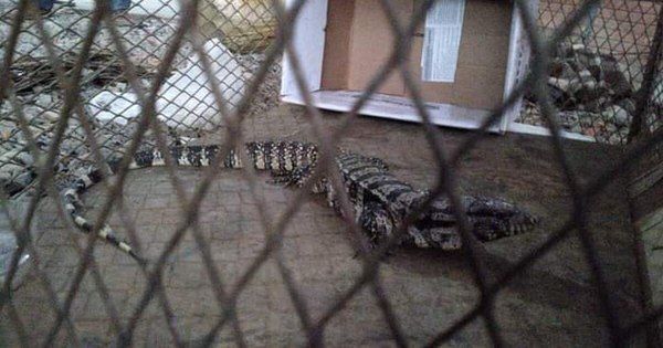 La Nación / Reptil en peligro de extinción fue rescatado de una vivienda