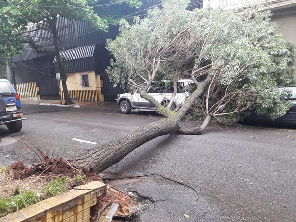 Tarde de tormentas, árboles caídos y cortes de energía eléctrica - Nacionales - ABC Color