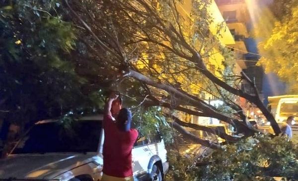 HOY / Árboles caídos tras la tormenta: cuadrillas municipales trabajan para despejar calles