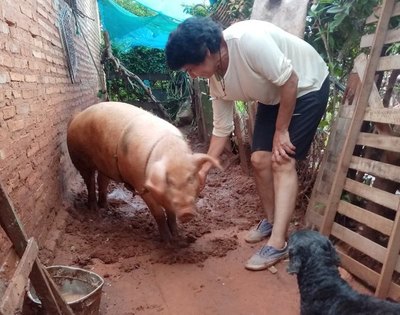 Crónica / Pepa, la cerdita tiene los días contados ra’e