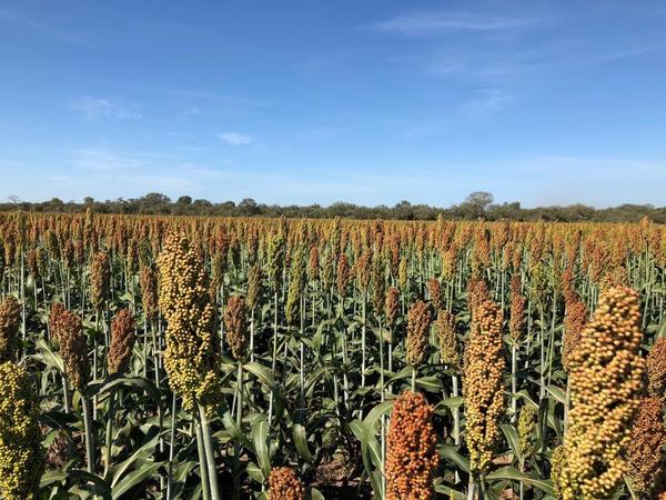 El sorgo, una herramienta muy utilizada por ganaderos para la conversión de reservas forrajeras