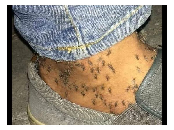 Invasión de mosquitos se debe a lluvias frecuentes, humedad y calor