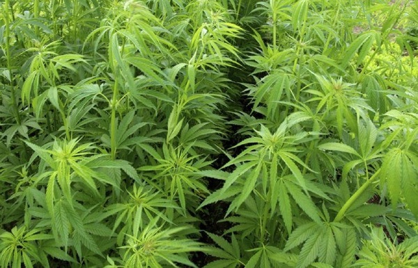 Preparan plantación experimental del cannabis industrial en el Chaco