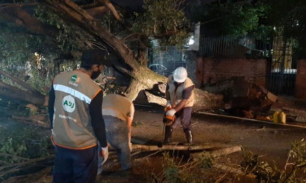 Decenas de árboles caídos en Asunción tras tormentas