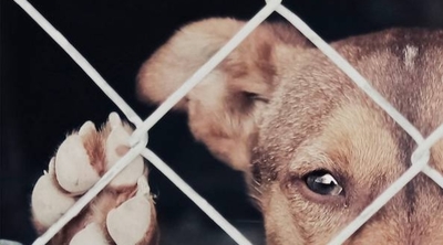 Denuncian que Defensa Animal entregó a dos perritos en malas condiciones a una rescatista » Ñanduti