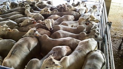 La semana abrió con una baja de precio para el ganado gordo de exportación