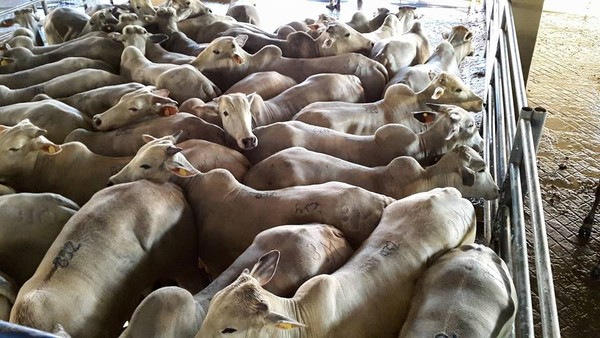 La semana abrió con una baja de precio para el ganado gordo de exportación