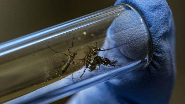 Coronel Oviedo registra la mayor cantidad de casos de dengue - Noticiero Paraguay