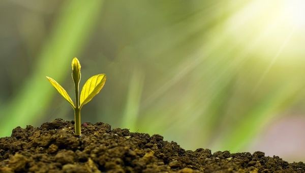 Economía verde: ¿de qué trata realmente y cómo jugará un aspecto clave en el futuro?