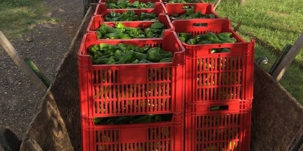 HOY / Productores piden intervención del MAG ante bajo precio de venta del locote