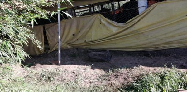 Hombre murió electrocutado en Coronel Oviedo – Prensa 5